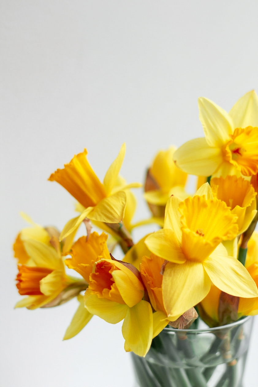 Daffodils bunch in vase cut flower