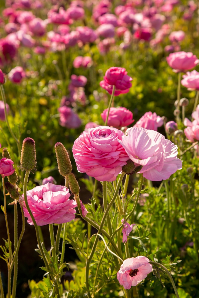 Ranunculus flowing pink in colour