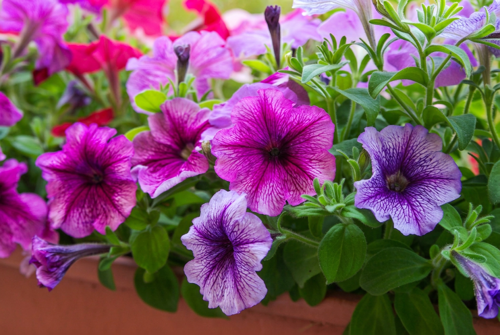 Petunia flowers purple and pink closeup