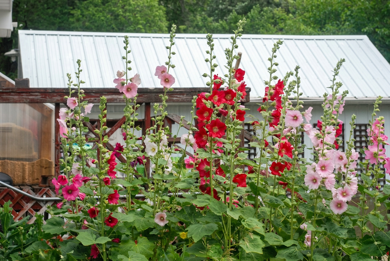 Hollyhocks mixed colours flowering with shed in the background