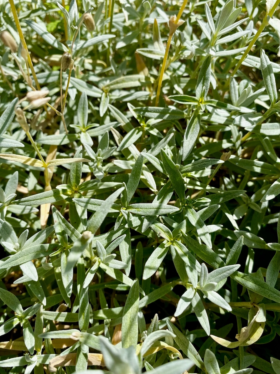 Snow in summer silver leaves closeup
