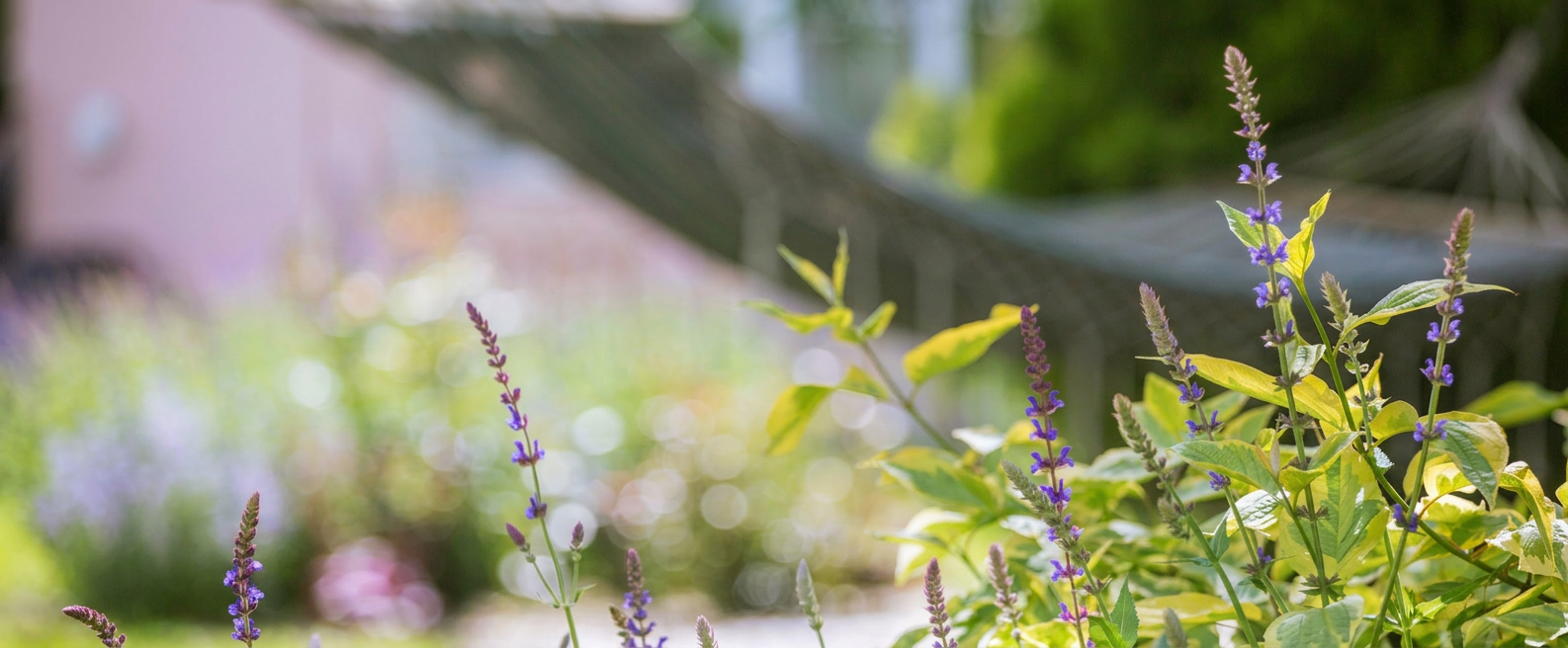 Hammock beside a lush garden with basil, inviting rest and connection with nature