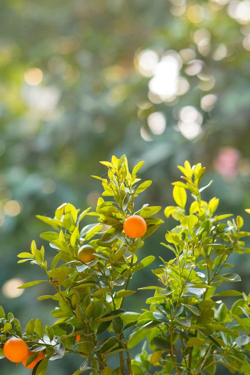 cumquat-tree-fruit-small Cumquat tree fruiting small orange closeup