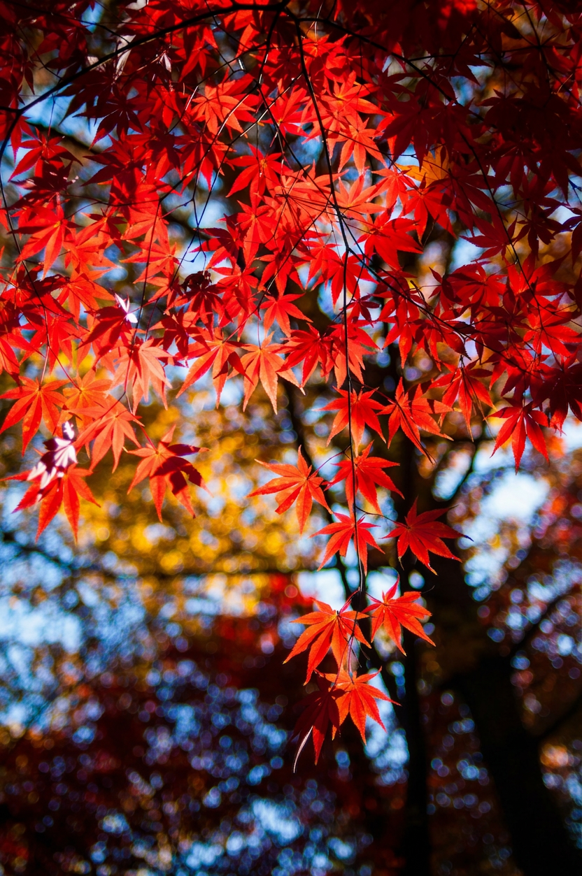 japanese-maple-leaves-red Japanese maple autumn leaves red with light filtering through them