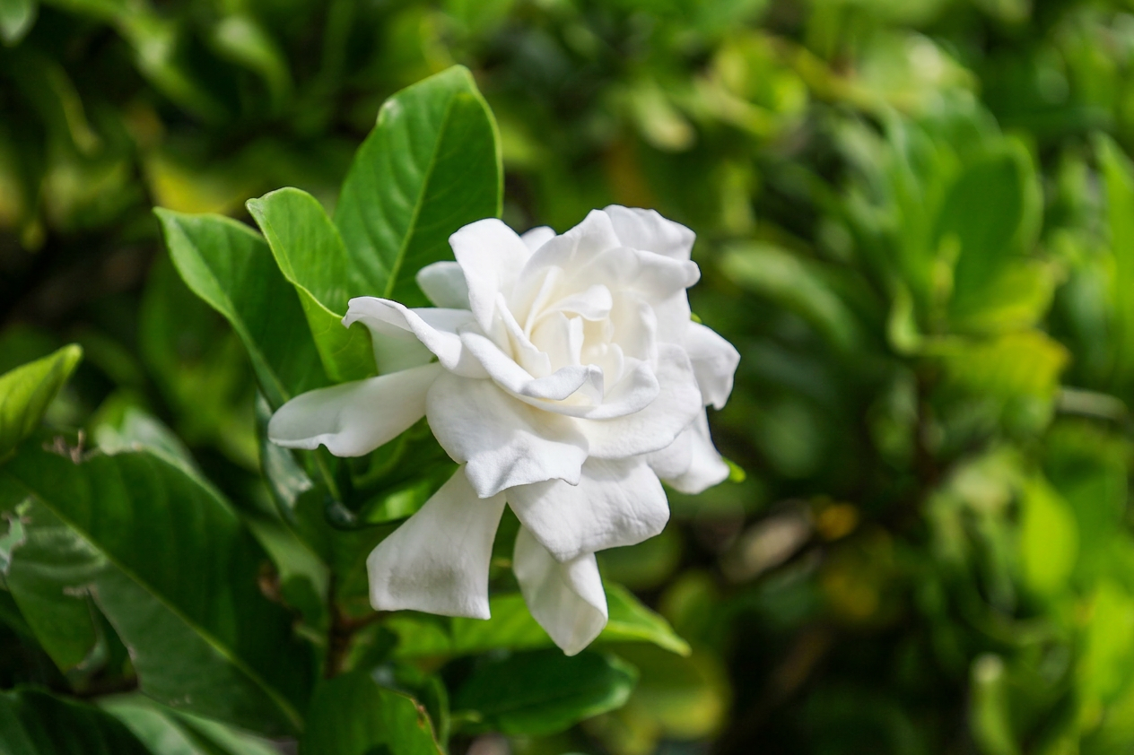 Gardenia florida single flower white closeup