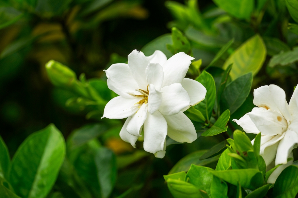 Gardenia florida single flower white closeup