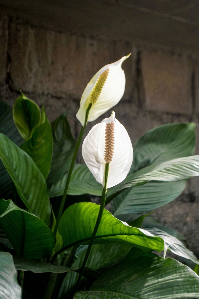 Peace lily with two flower spikes closeup