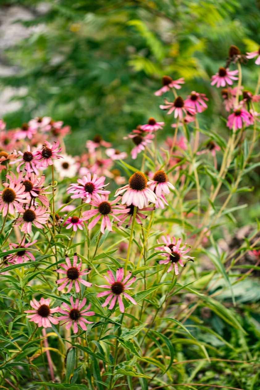 Echinacea pink flowers closeup