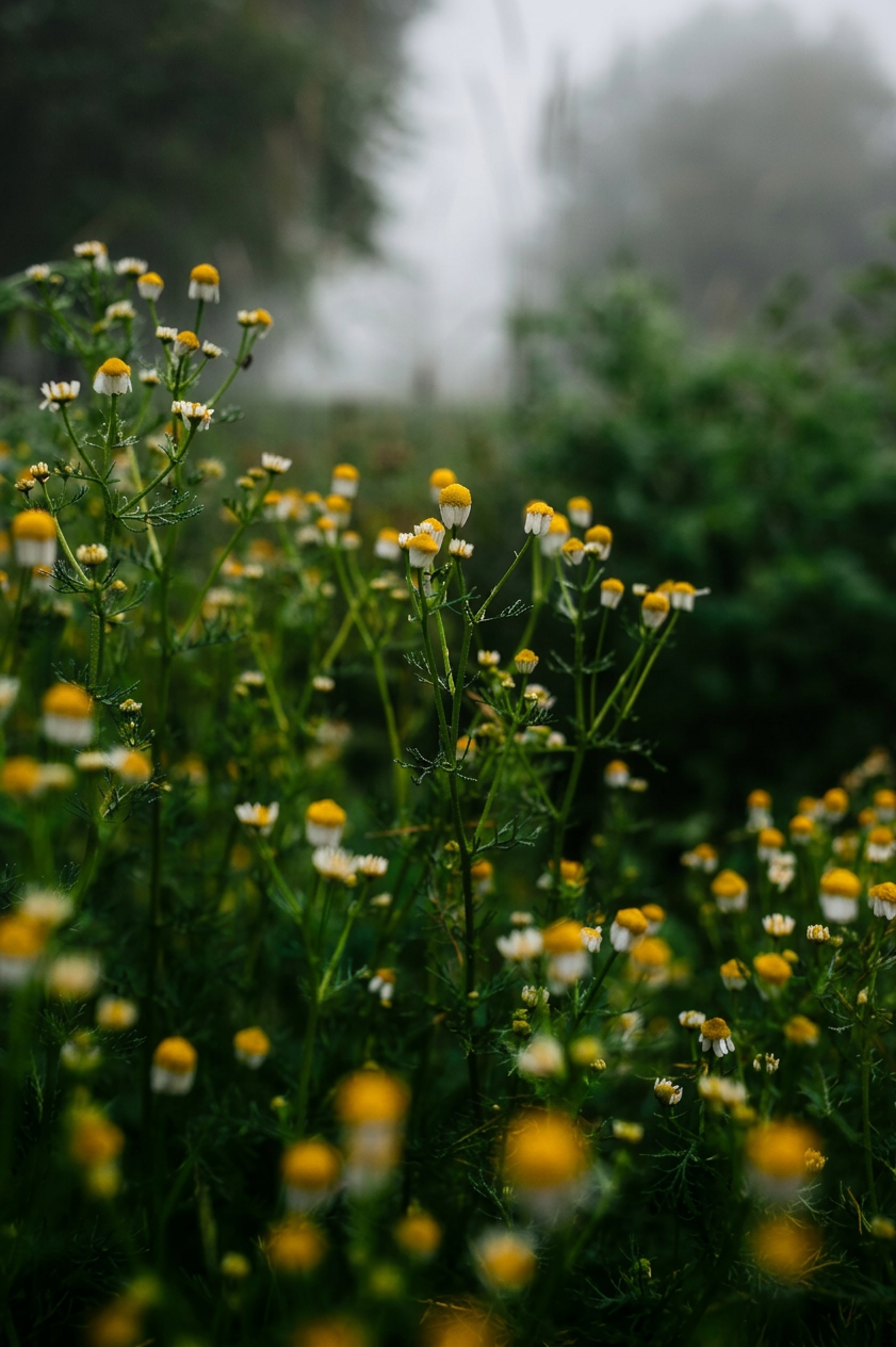German chamomile plant flowering closeup