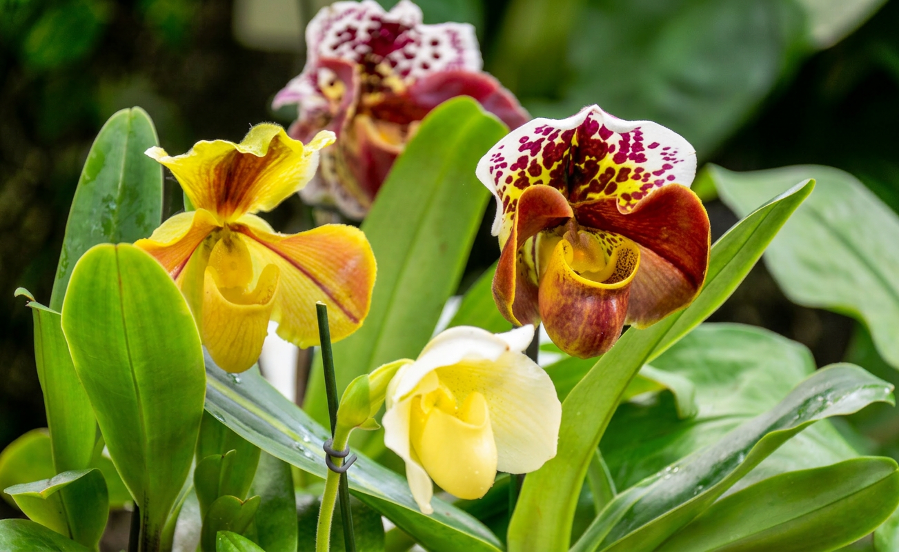 Slipper orchid mixed varieties in flowers four flower stems