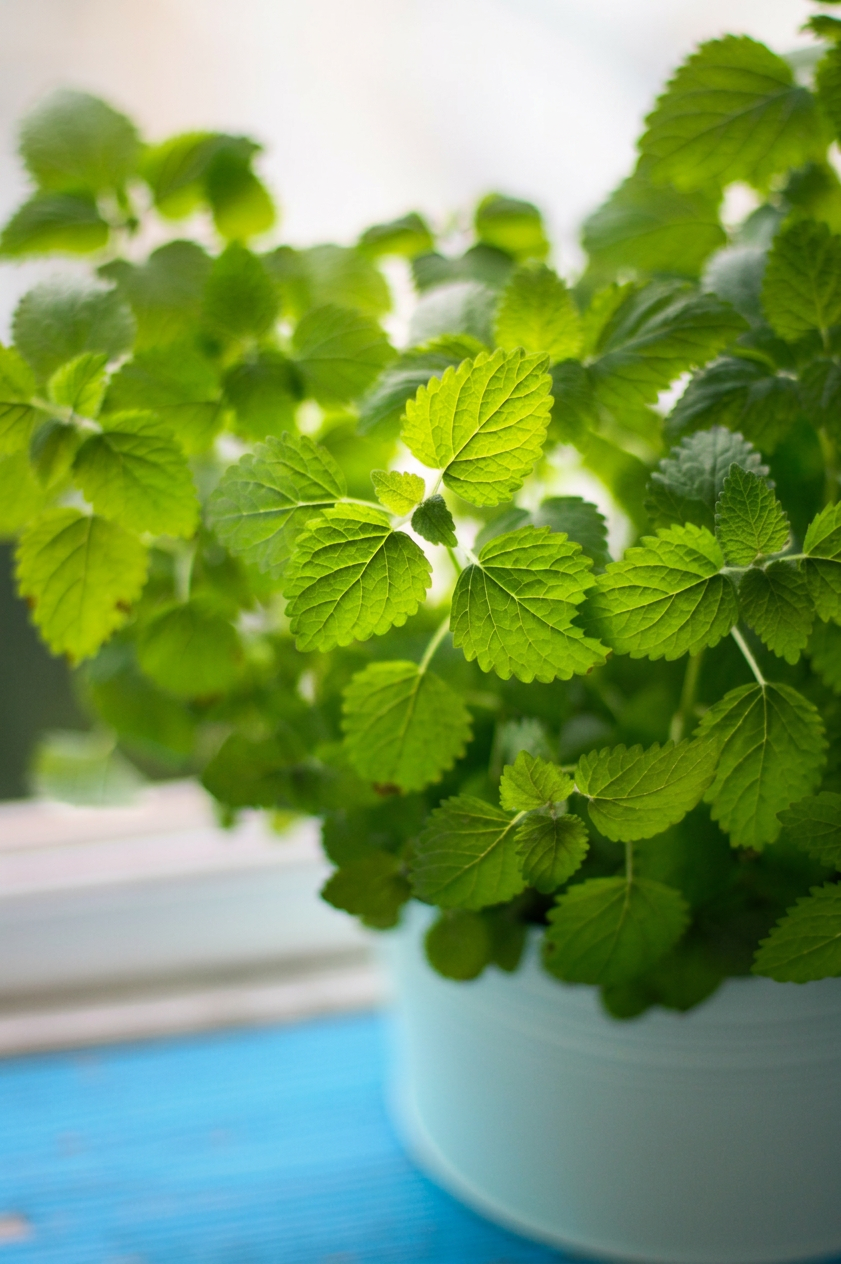 Lemon balm plant in a white pot indoors