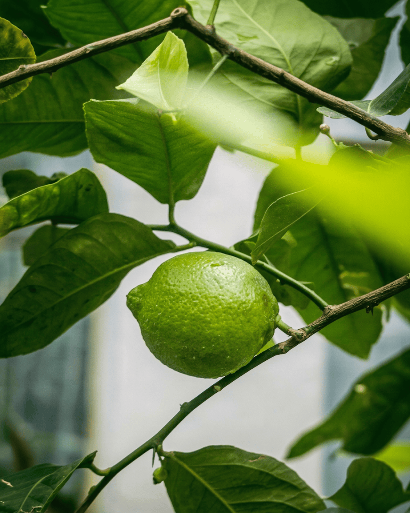 single lime fruit closeup with leaves in the background