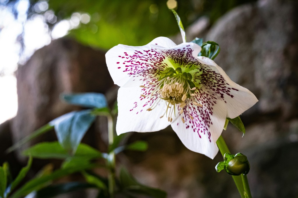 Helleborus orientalis flower white with pink spots closeup