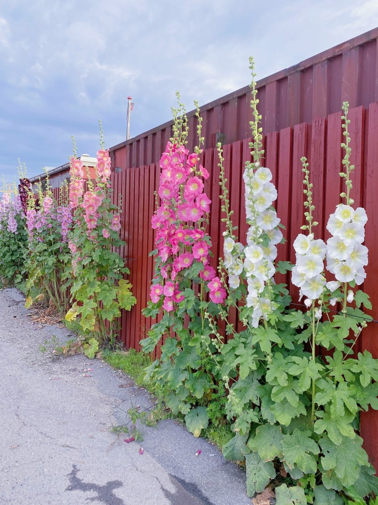 Hollyhocks flowering next to red to brown coloured fence