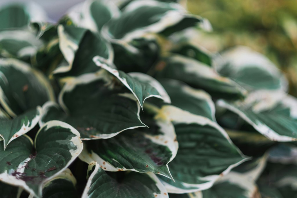 Hosta variegated white outer leaf with dark green centre closeup