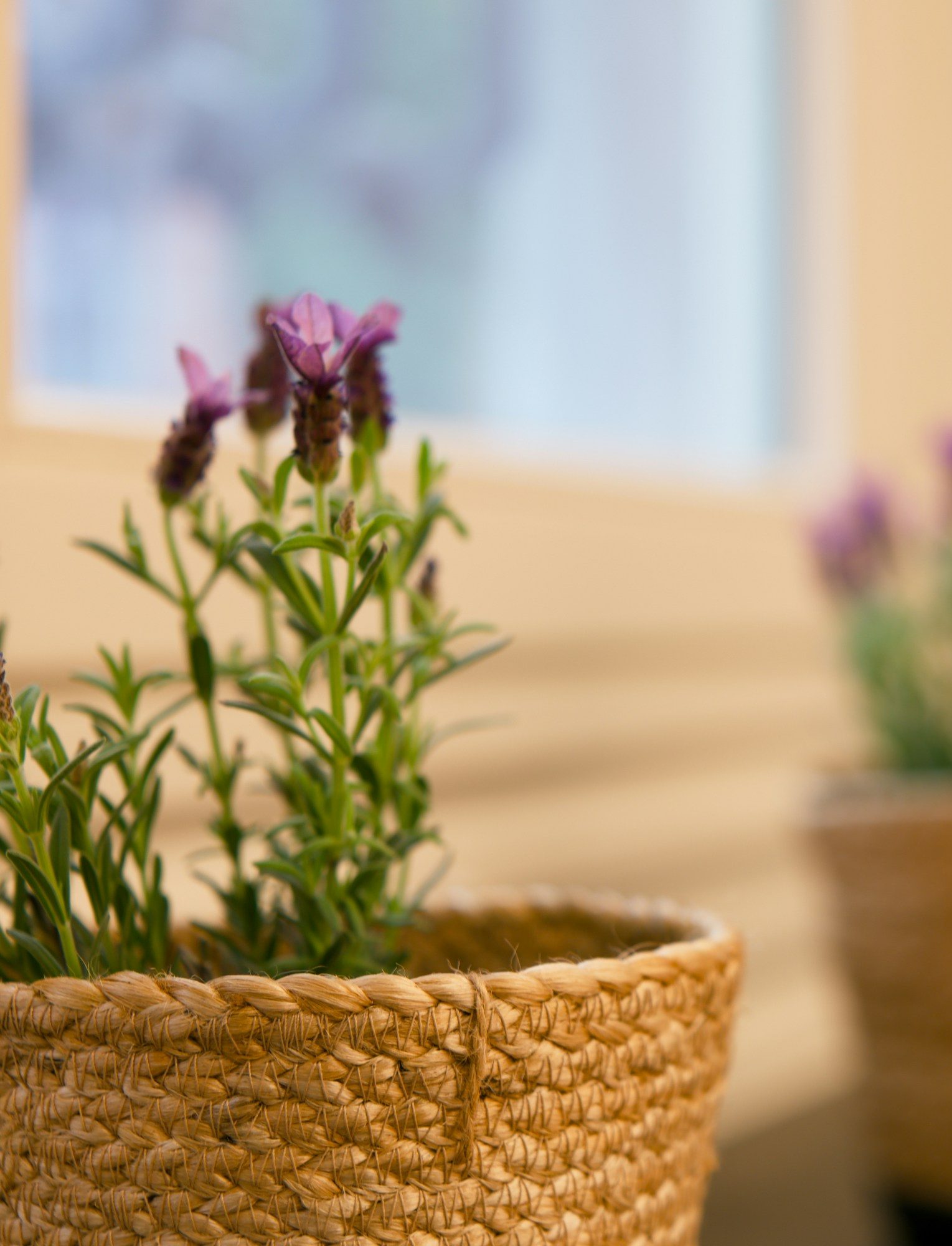 Italian lavender in decorative woven pot