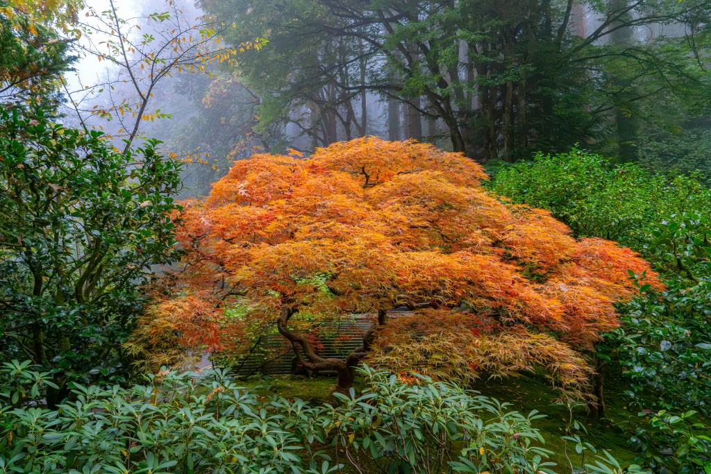fountain-grass-purple-landscape Japanese maple feature tree orange to yellow autumn foliage