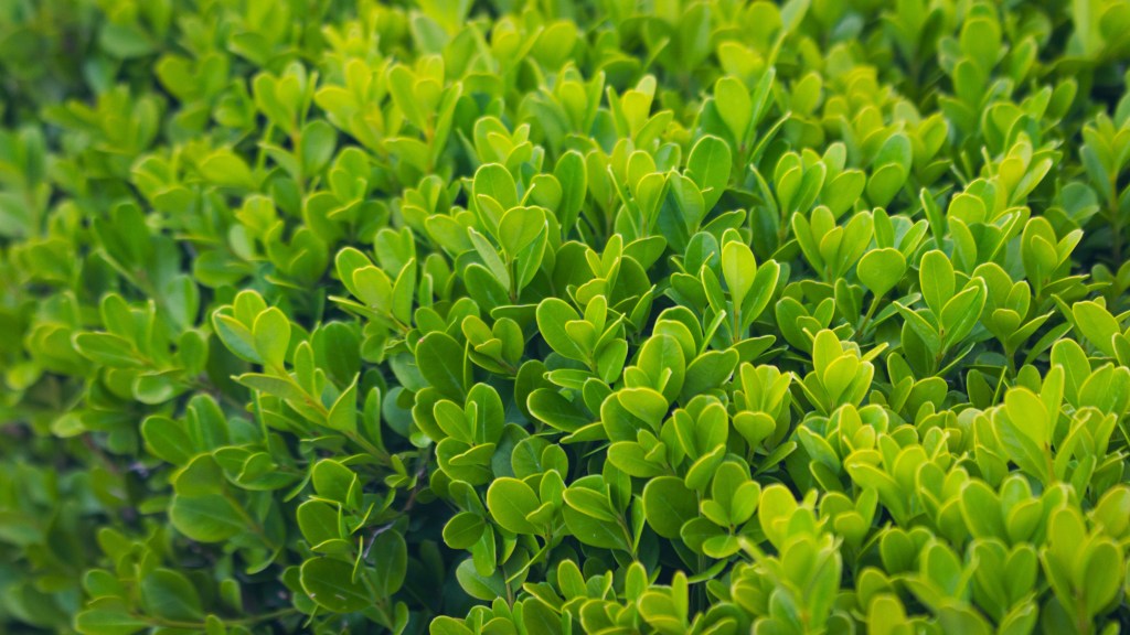 Japanese box hedge leaves closeup