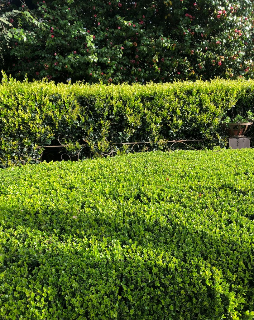 Japanese box hedge upright in background and top of hedge