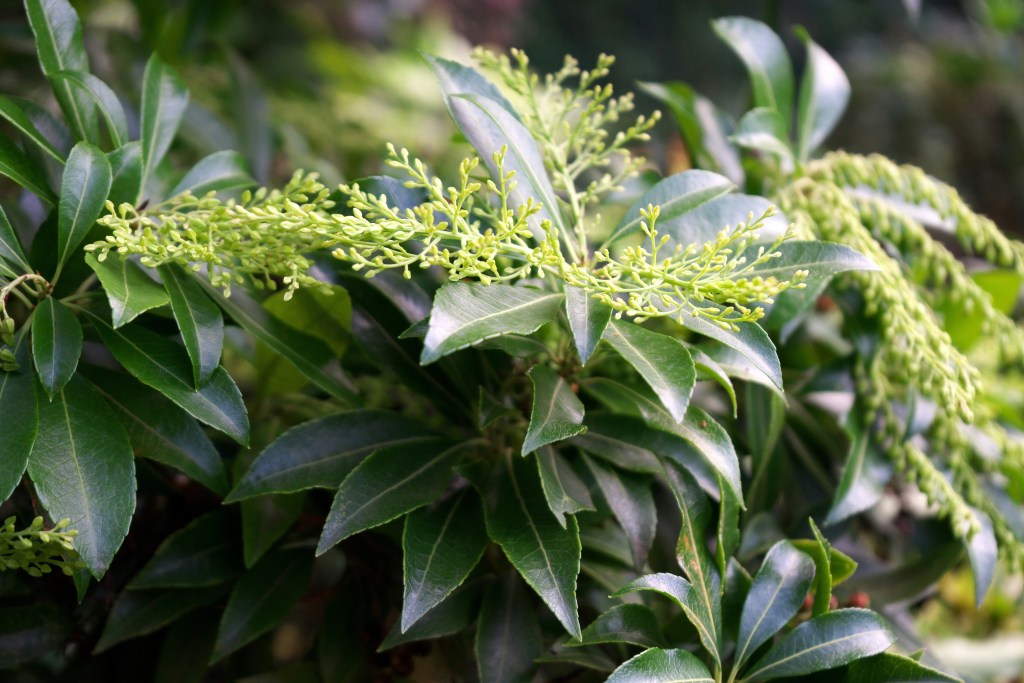 Japanese pieris in bud green gossy leaves in the background