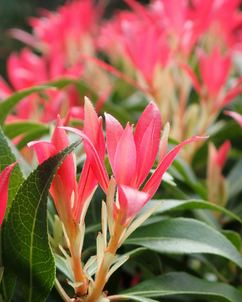 Japanese pieris new red leaves and shoots closeup