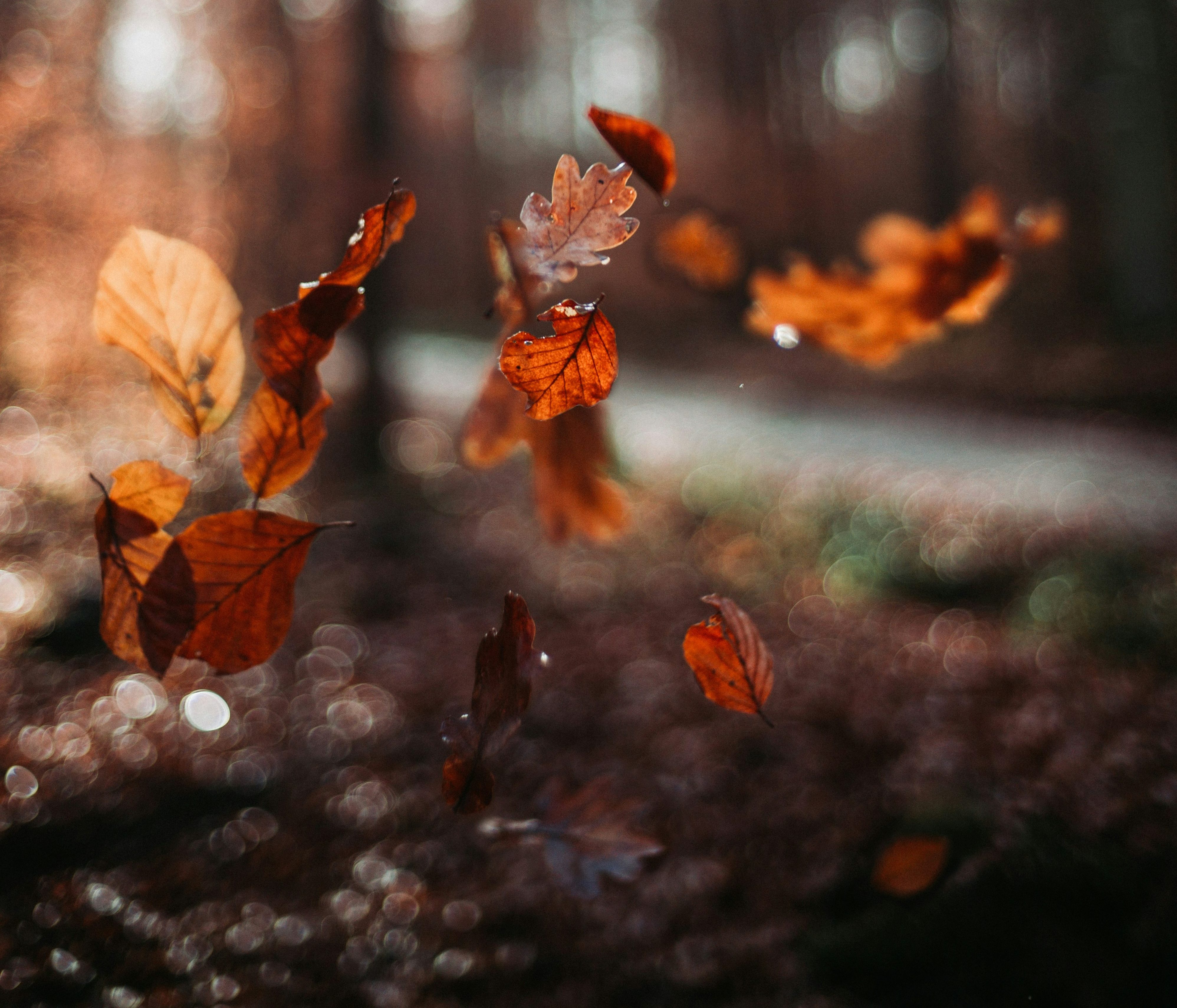 What the Changing Seasons Teach Us About Letting Go
