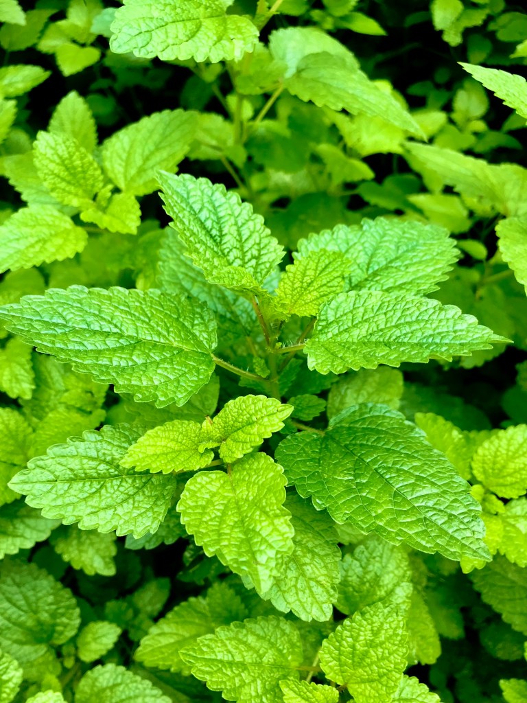 Lemon balm leaves closeup