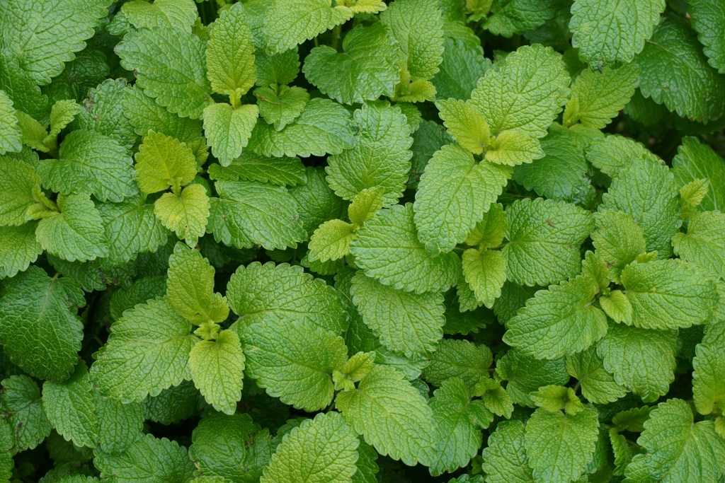 Lemon balm leaves closeup