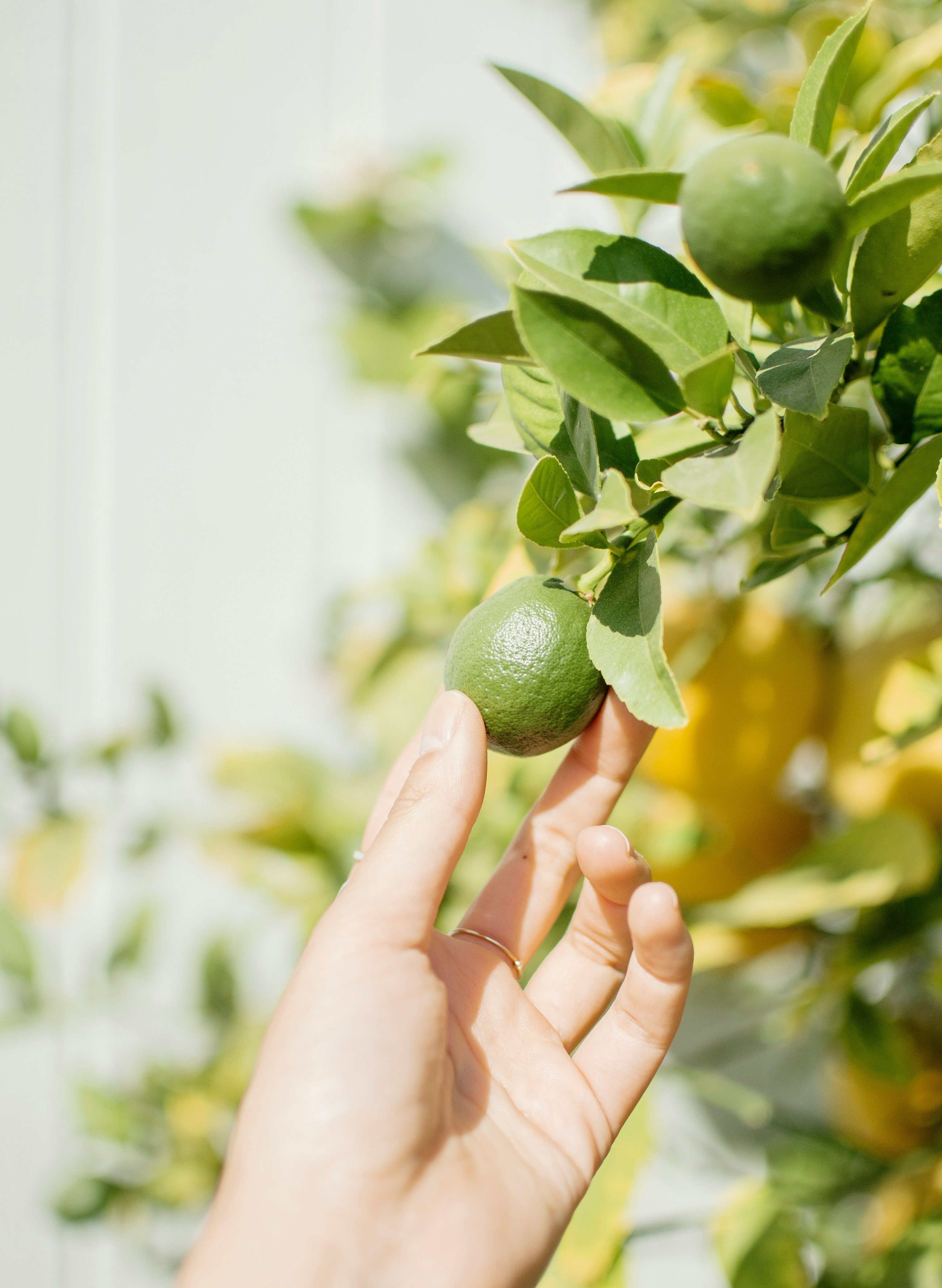 cumquat-tree-fruit-small lime fruit with hand touching closeup