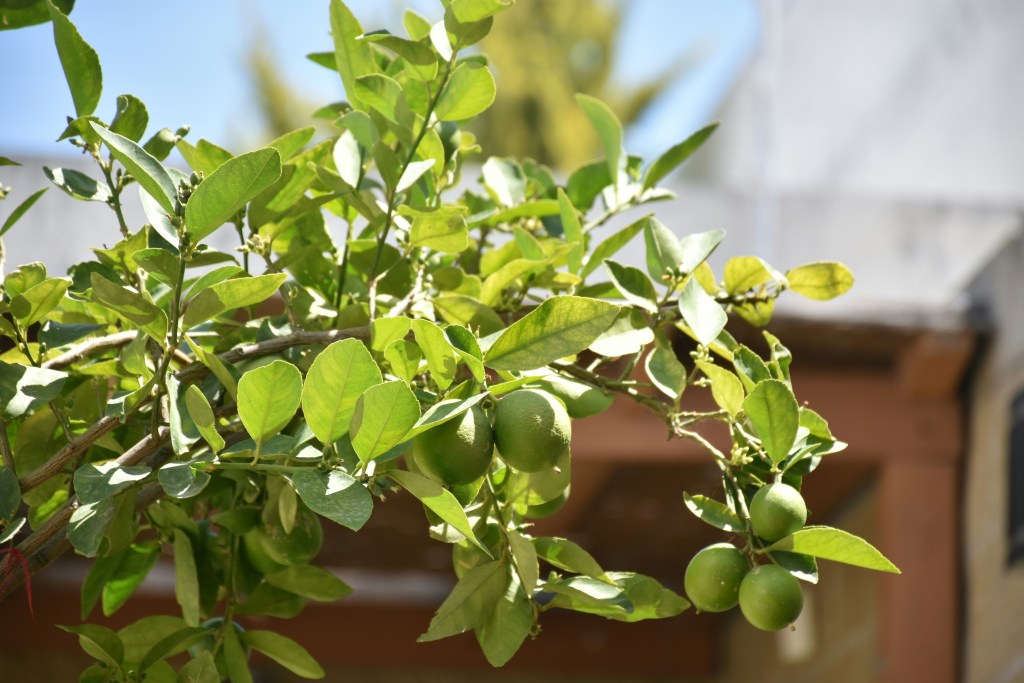 gabriel-miklos-bcrmOZjw_V8-unsplash Lime tree fruiting with limes on branches