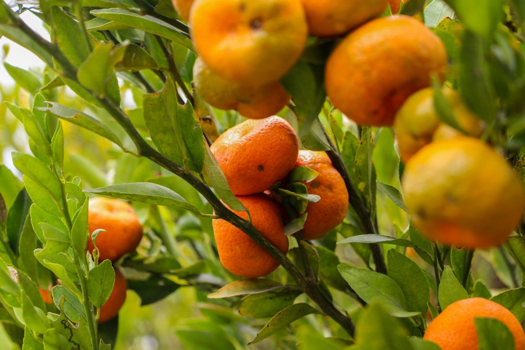 Mandarins on tree closeup
