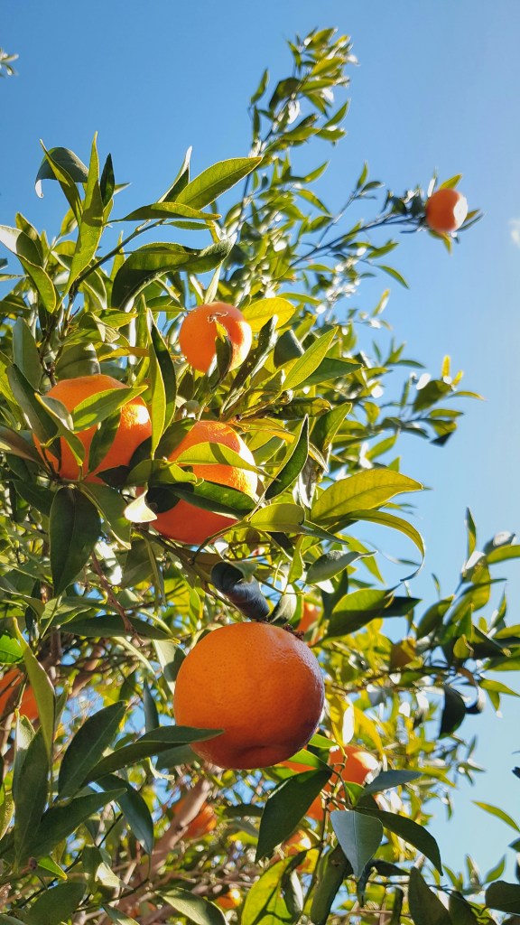 Mandarin tree branches with fruit closeup