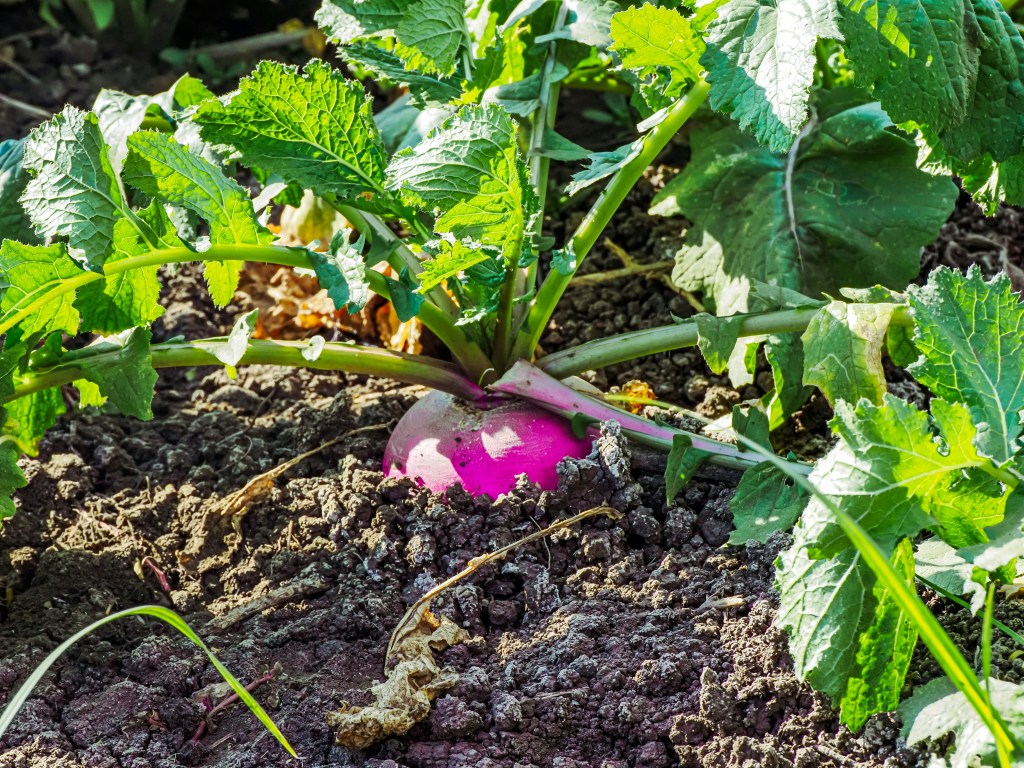 radish in the ground