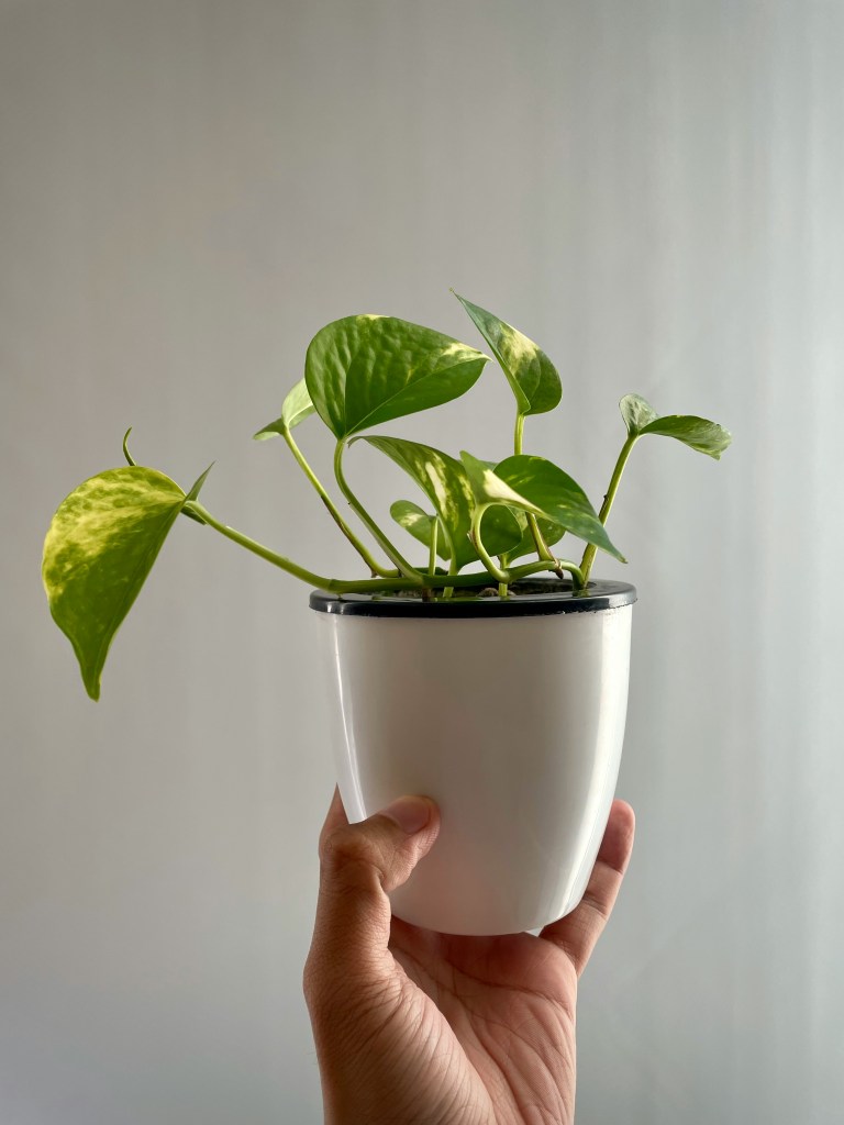 money plant in white pot leaves variegated