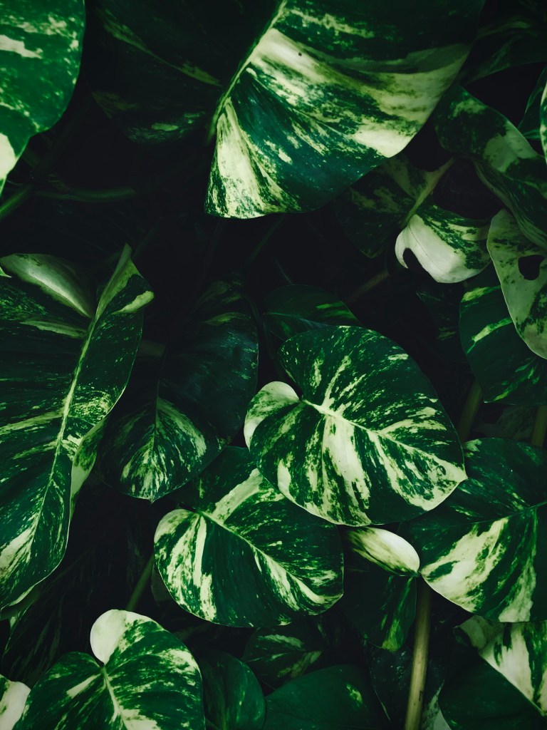 money plant variegated leaves white and dark green