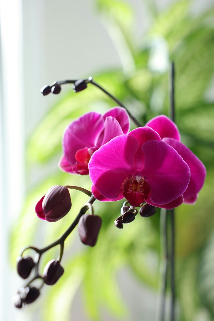 sweet-pea-cut-flowers-pink-purple Moth orchid dark pink flowers closeup