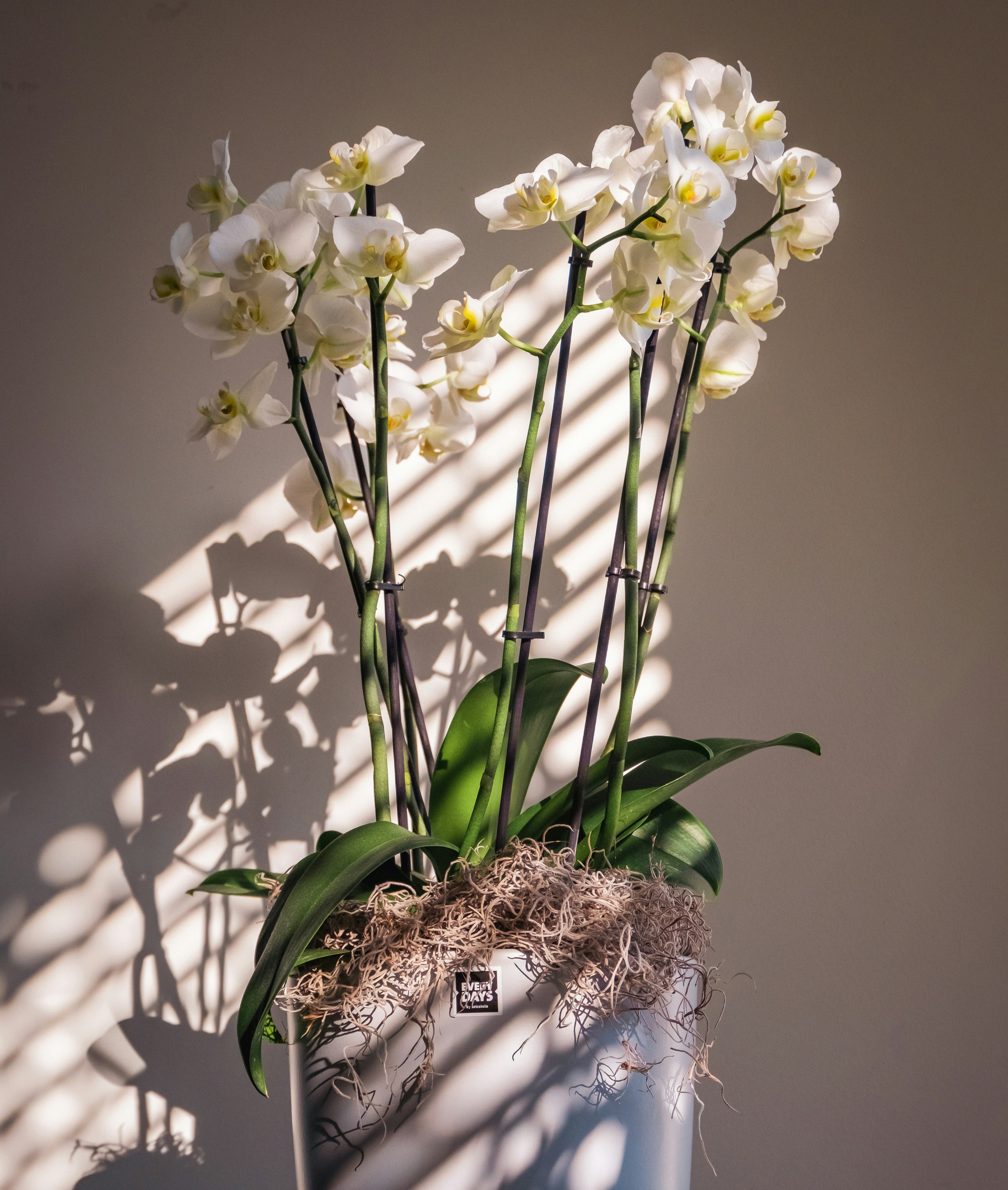 Moth orchid multi stemmed white flowers in decorative white pot