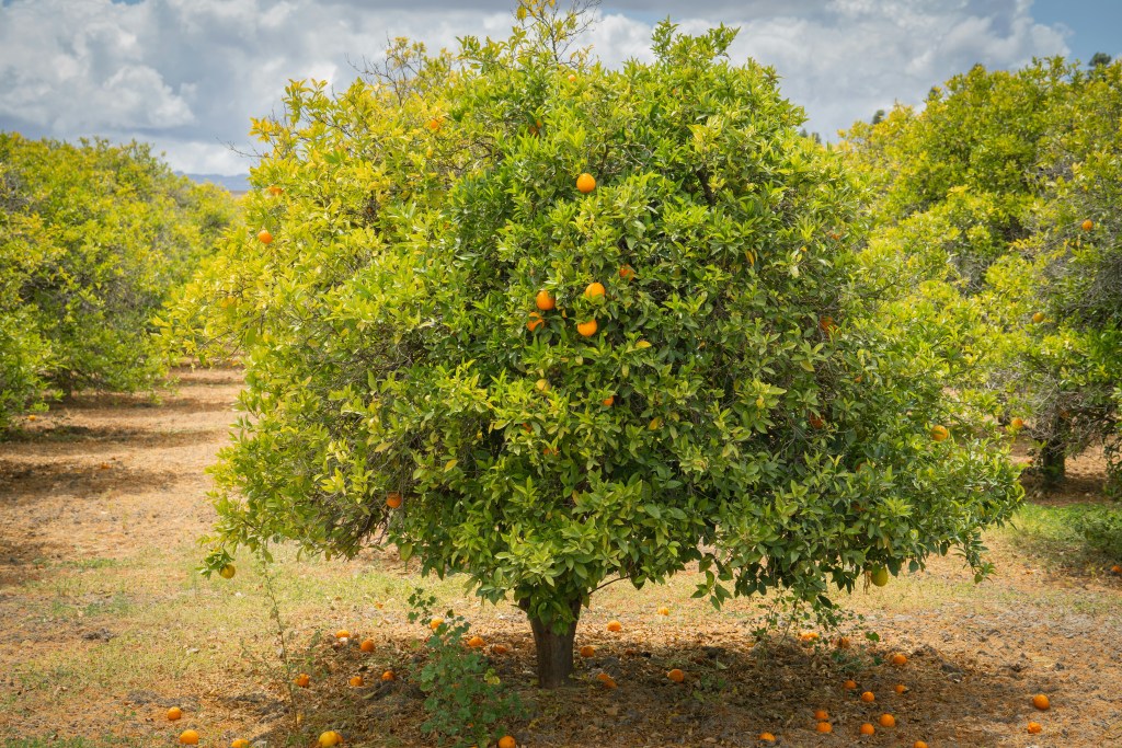 Orange tree fruiting with fruit on the tree and on the ground
