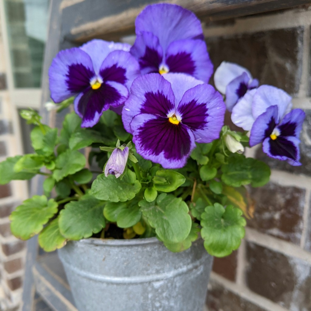 Pansy with purple flowers in tin pot