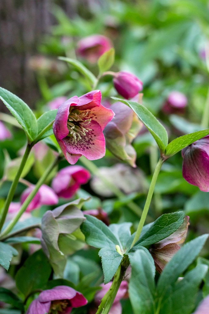 Helleborus orientalis flowering pink flower closeup