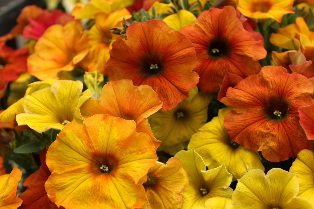 Petunia flowers yellow, orange and terracotta tones closeup
