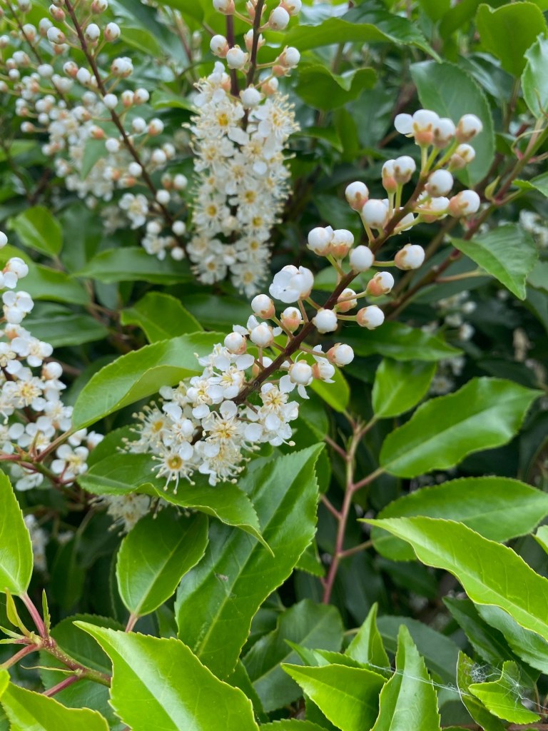 Portuguese laurel flower spikes closeup