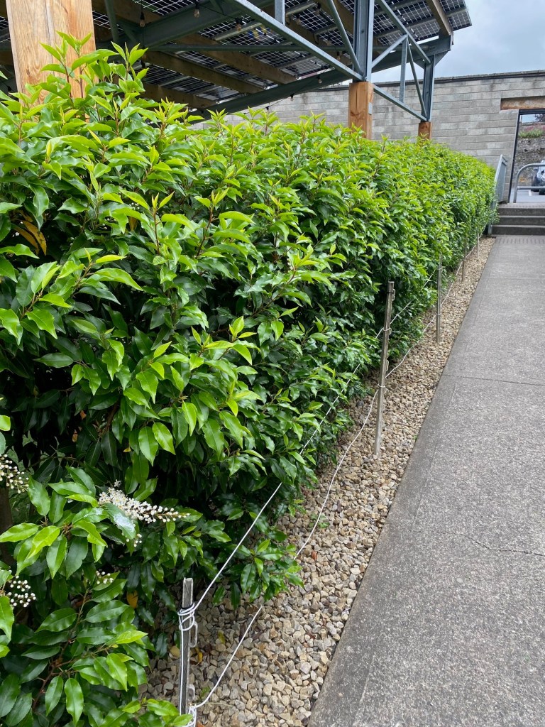Portuguese laurel hedge with pebble mulch next to path