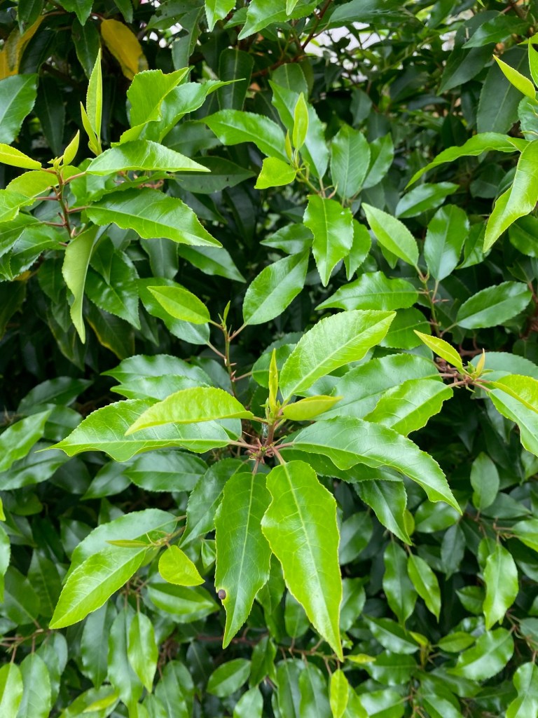 Portuguese laurel leaves closup