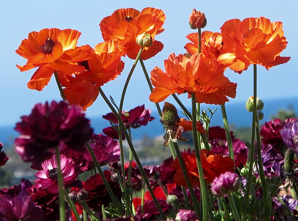 Ranunculus red flowers single petals closeup