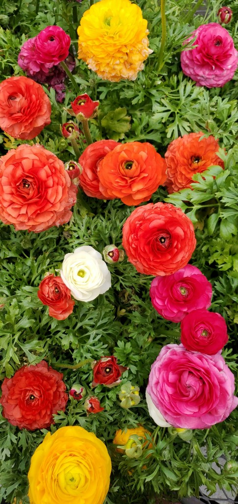 Ranunculus flowering mixed colours