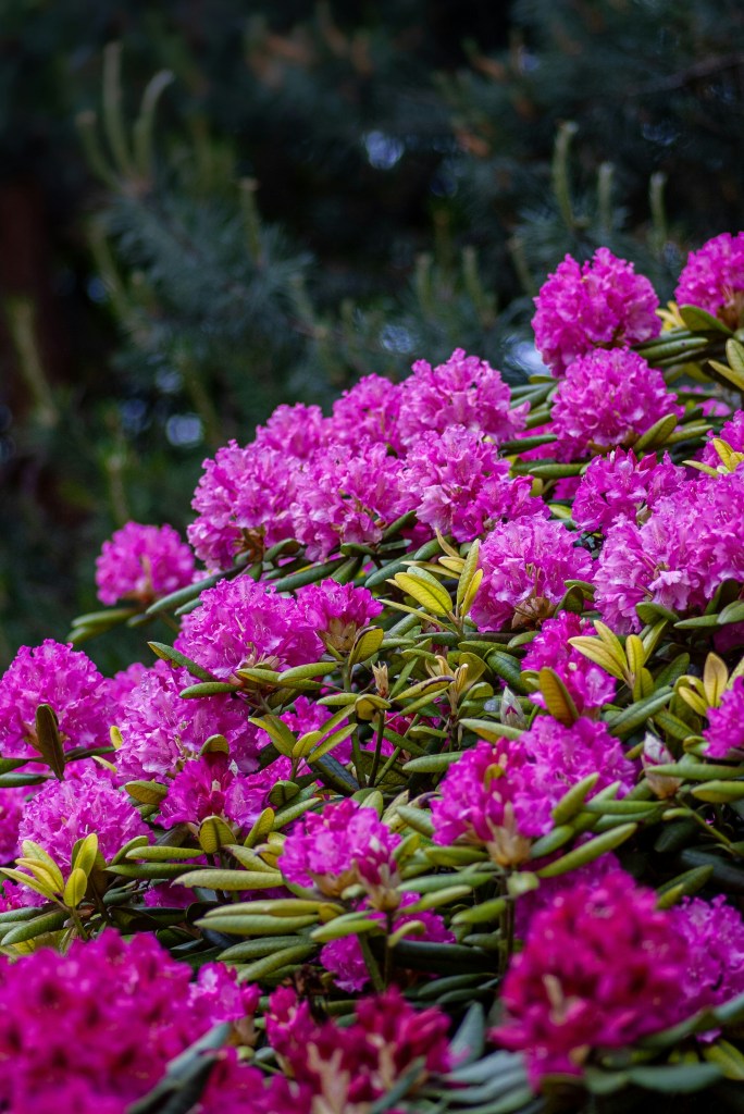sweet-pea-cut-flowers-pink-purple Rhododendron shrub with pink flowers
