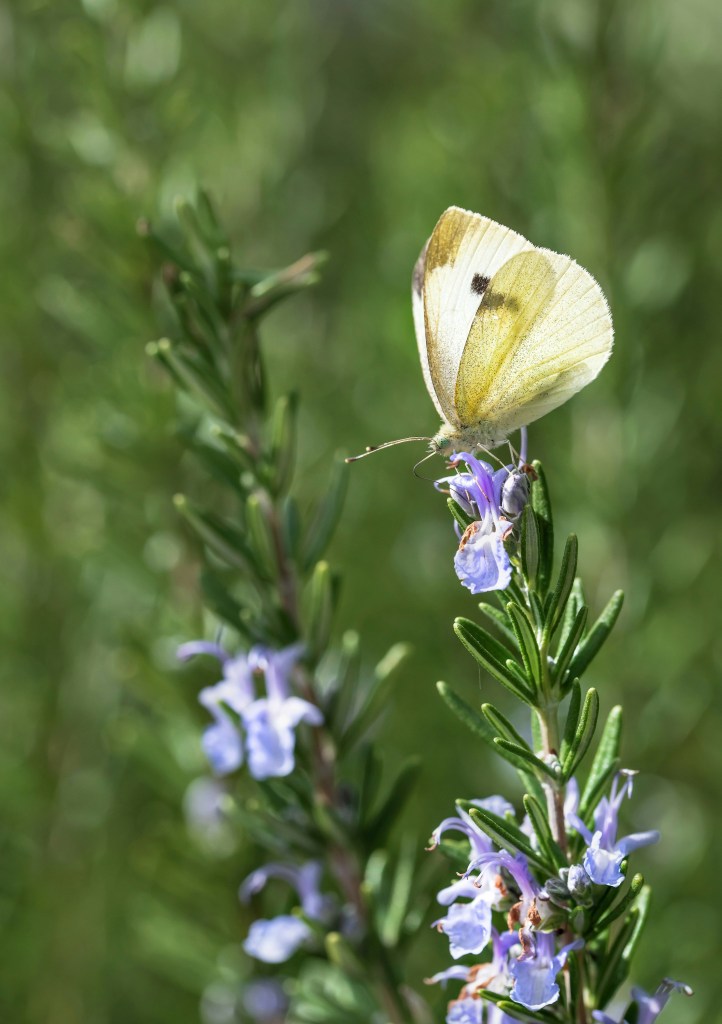 Rosemary in flower with white butterfly