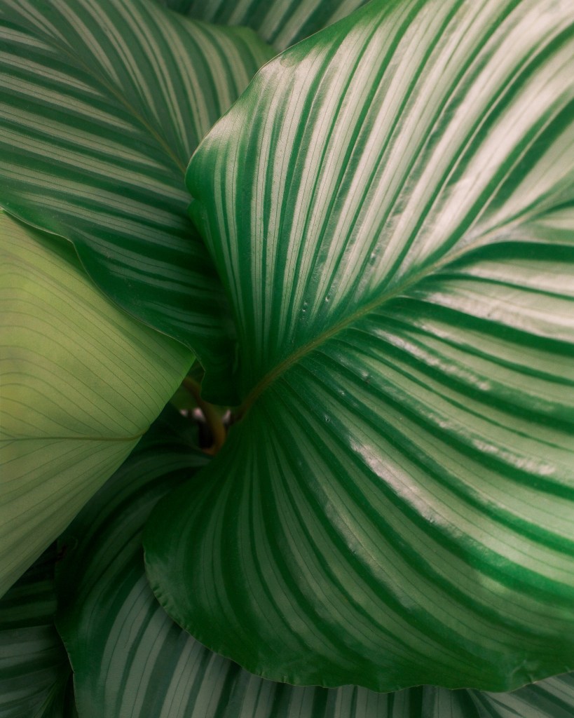 Round leafed prayer plant leaf closeup