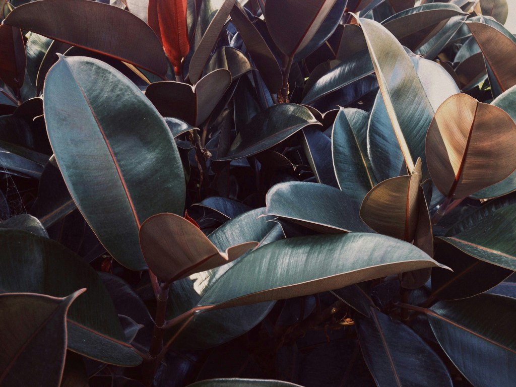 Rubber plant leaves closeup